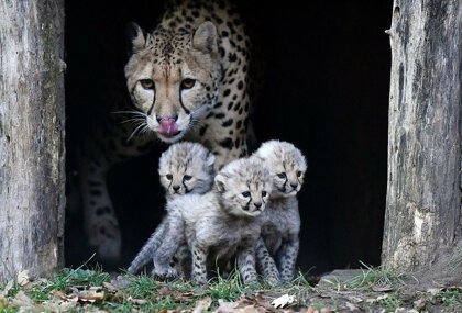 A family of cheetahs at the zoo in Munster, Germany - Cheetah, Germany, Zoo, Cat family, Small cats, Young