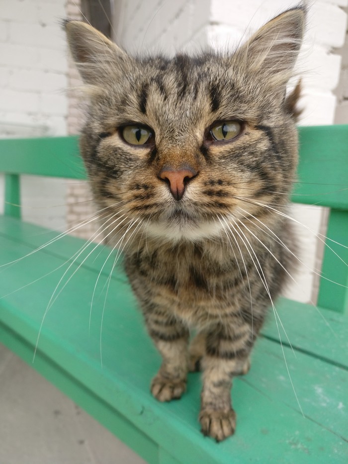 Дворовый котяра