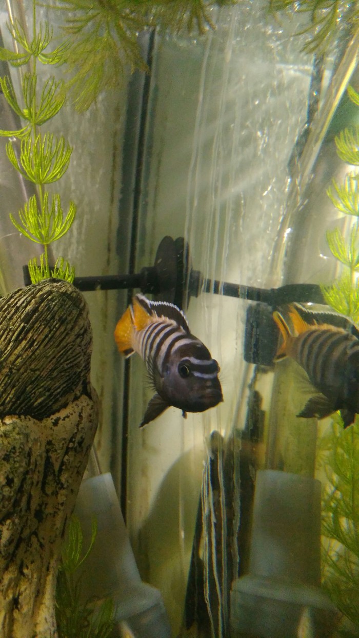 Handsome man - My, Cichlids, Aquarium