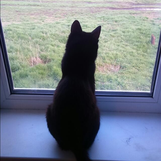 my philosopher) - My, cat, Window, Thoughts