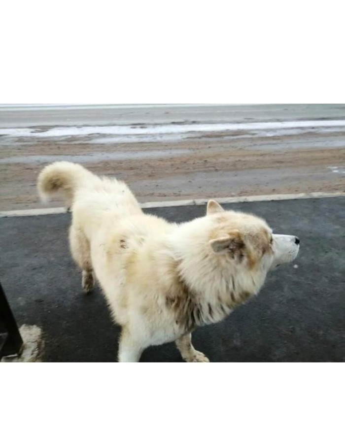 Dog found, Kazan, pos. - Help, Helping animals, No rating, Kazan, Husky, Lost, Found a dog, Dog