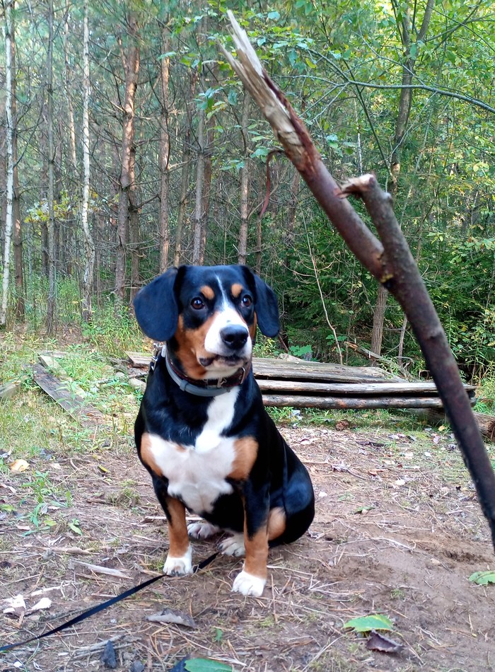 Entlebucher - My, Entlebucher, Sennenhund, Dog