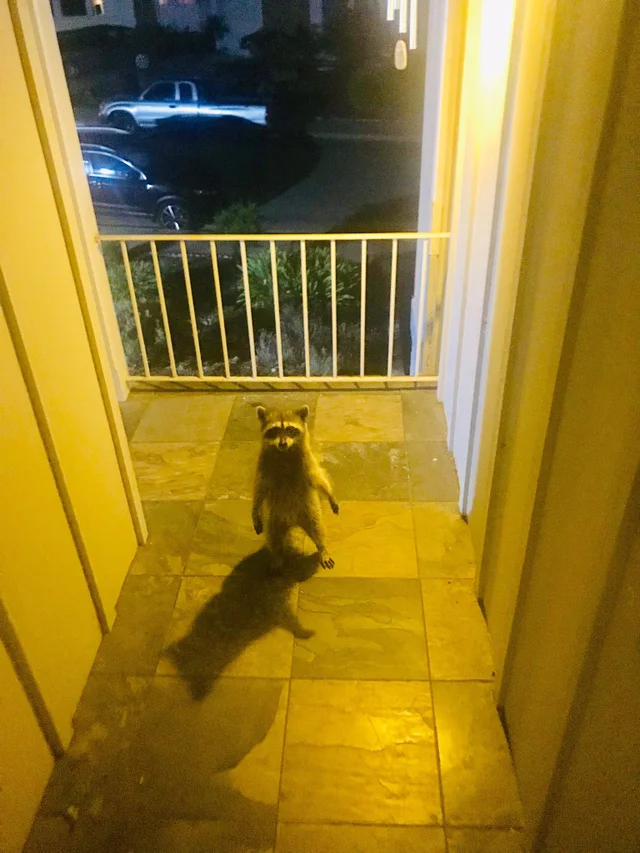 Last night I came home and I saw this thief standing there menacingly. - Raccoon, Suddenly