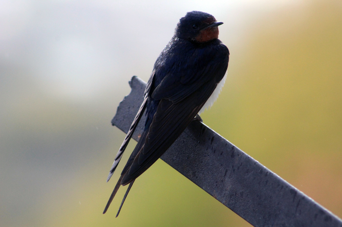 Martin - My, Birds, Martin, The photo