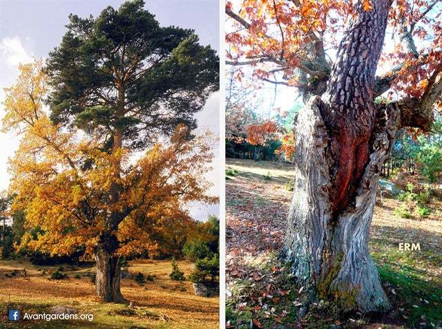 This was probably done by a long-dead squirrel - The photo, Interesting, Tree, Oak, Pine