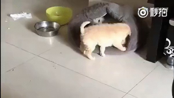 Двоим здесь не место Кот, Котомафия, Собака, Щенки, Домашние животные, Лежанка, Коты и собаки вместе, Гифка