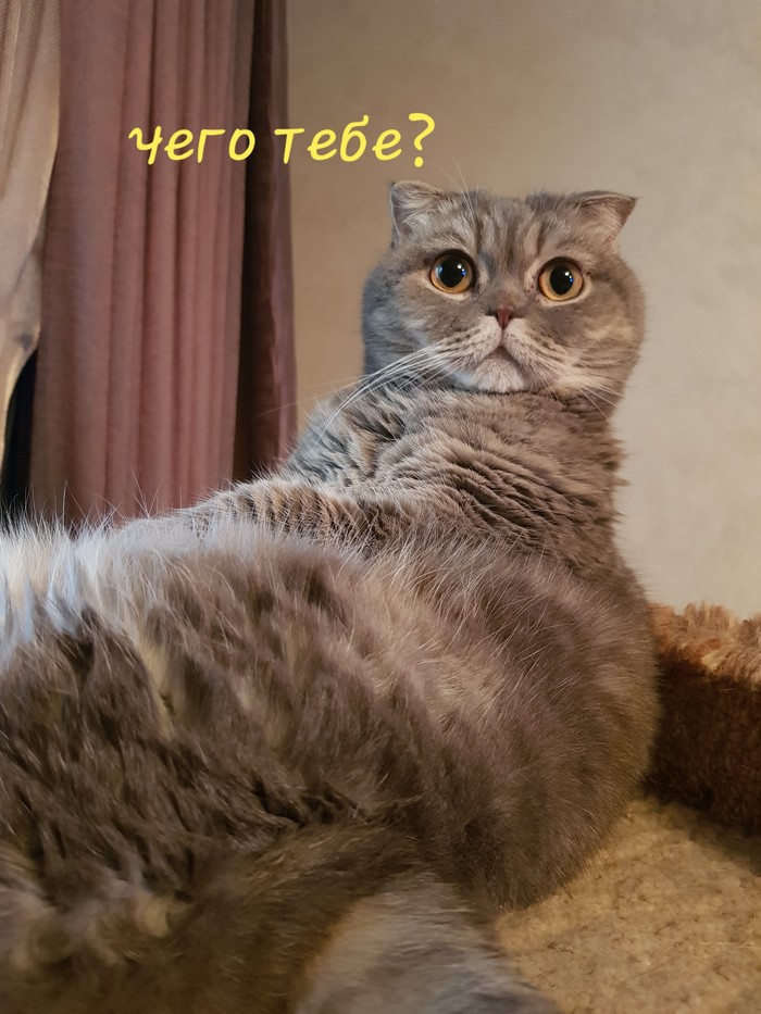 Âå÷åðíèé äèàëîã (ìîíîëîã) Êîò, Êîòîìàôèÿ, Ìèìèêà, Äëèííîïîñò