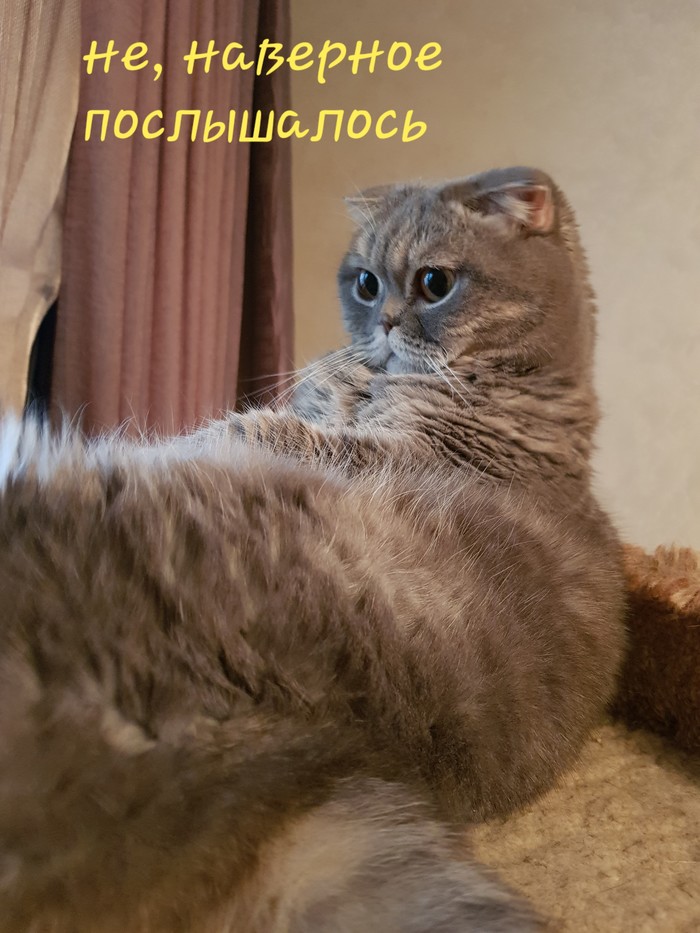 Âå÷åðíèé äèàëîã (ìîíîëîã) Êîò, Êîòîìàôèÿ, Ìèìèêà, Äëèííîïîñò