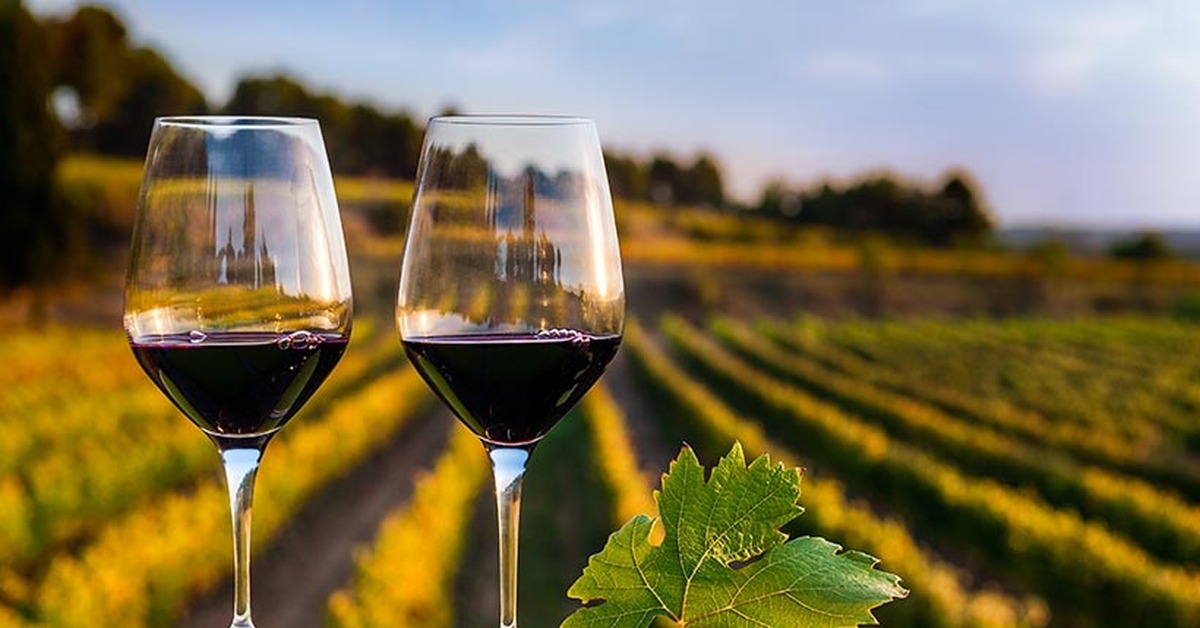 И реки полные вина. Шато Пино винодельня. Chateau Pinot («Шато Пино») винодельня. Винодельня в Испании. Винный виноградник Испании.