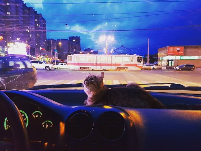 good night) - , Magnitogorsk, cat, Goodnight