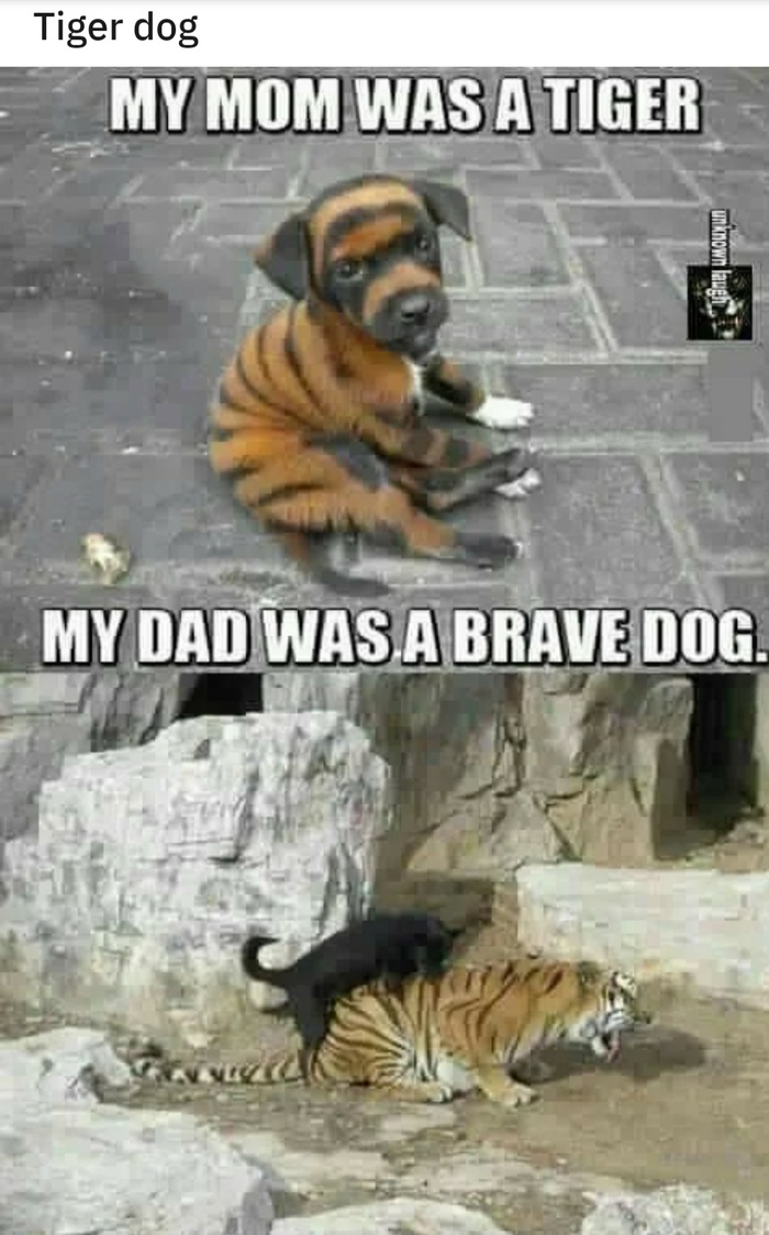 My dad - Dog, Tiger, Humor
