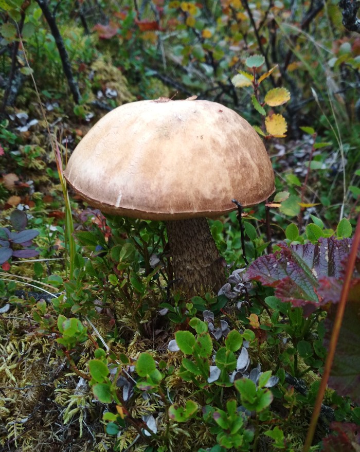 Hello from the tundra! - My, Gifts of nature, Tundra, Longpost, Mushrooms, The photo