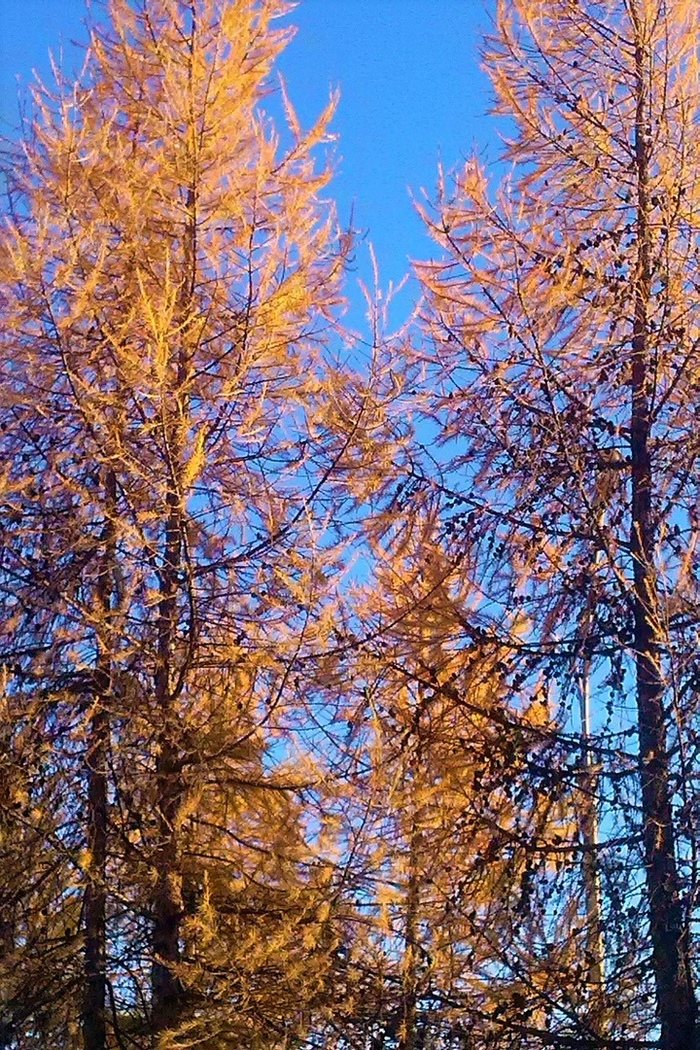 The purest - Longpost, My, Sky, Autumn