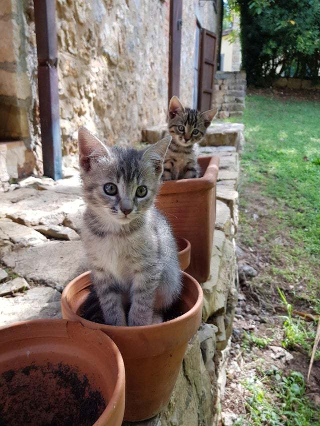 Plantation of seals - cat, Catomafia, Milota