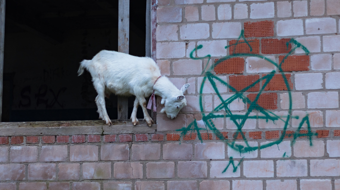 Bad sign. - My, Animals, Pentagram, Mobile photography, Goat
