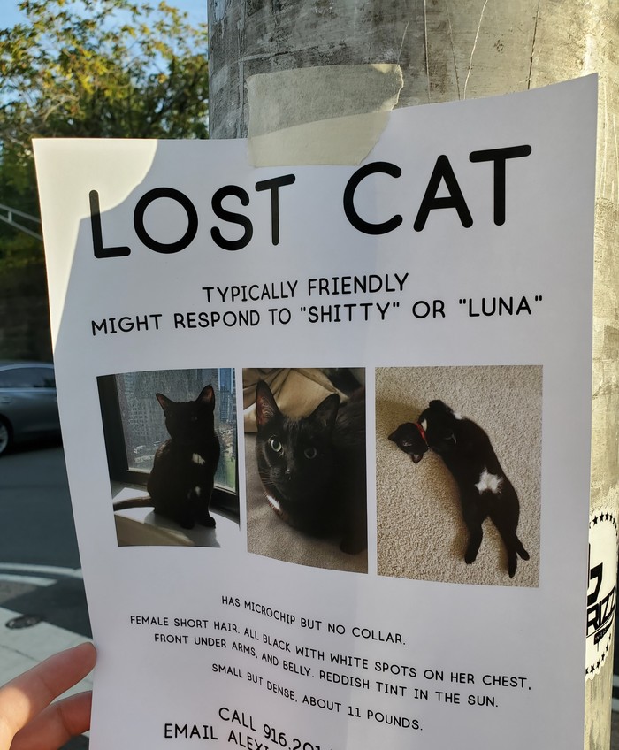 Потерялась кошка