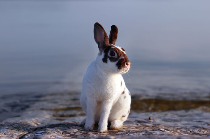 Bunny by the river - My, Rabbit, The photo, River, Volga, Milota, Animals, Volga river