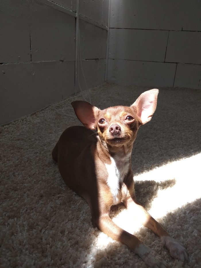 Sudden renaissance - My, Toy Terrier, Dog, beauty