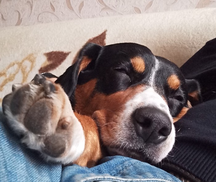 Entlebucher - Entlebucher, Sennenhund, Dog