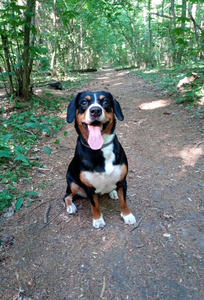 Entlebucher - Entlebucher, Sennenhund, Dog