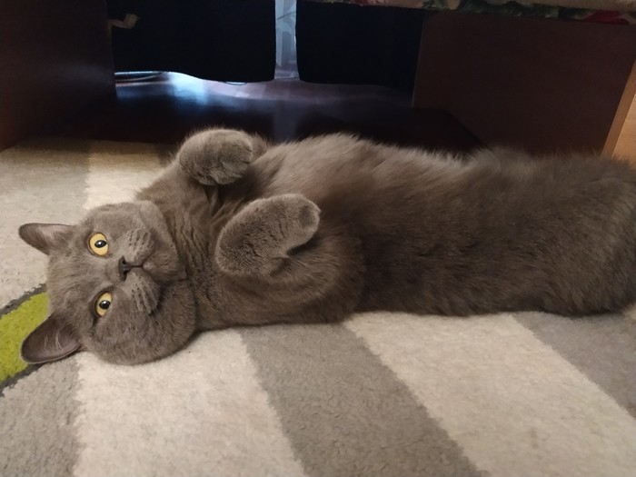 Когда устал так, что не дойти до дивана Кот, Британский кот, Длиннопост