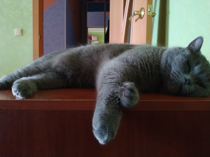 Когда устал так, что не дойти до дивана Кот, Британский кот, Длиннопост