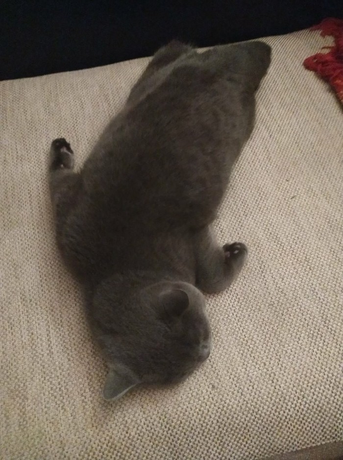 Когда устал так, что не дойти до дивана Кот, Британский кот, Длиннопост