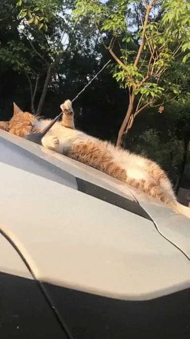Удобно устроился Кот, Котомафия, Животные, Сон, Позитив, Гифка