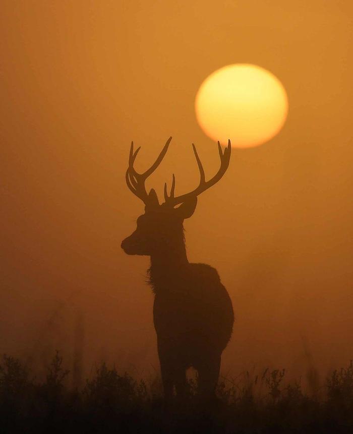 Deer against the backdrop of the rising sun in Richmond Park, London - Deer, The deer, Animals, The photo, Nature, The sun, Deer