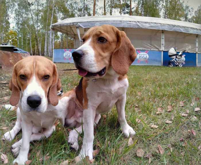 Orff in real life - My, Two heads, Beagle