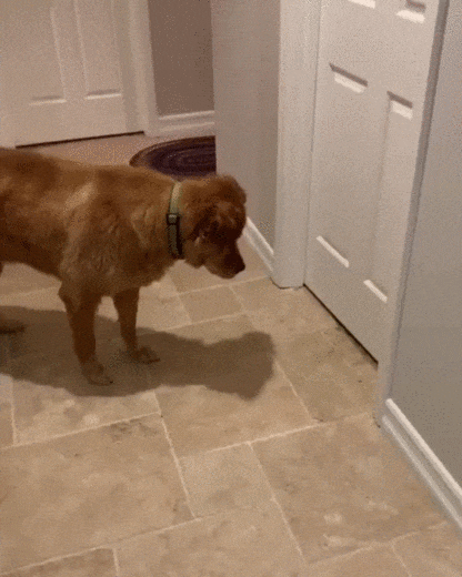 Собака встречает в доме приемных котят