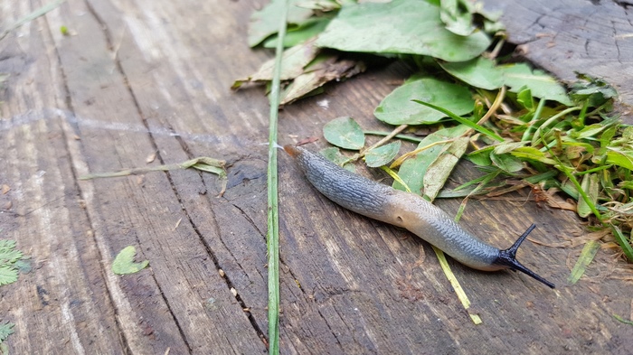 Buddy from the cottage - My, Slug, Insects, Dacha