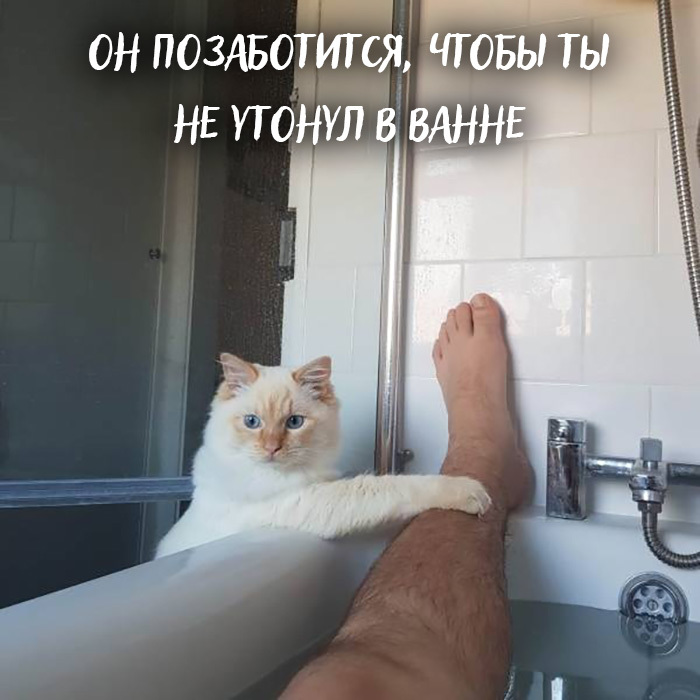 Если вы всё ещё не завели кота, то вот причины, почему вам срочно надо это сделать: - Кот, Котомафия, Картинка с текстом, Милота, Лапки, Длиннопост