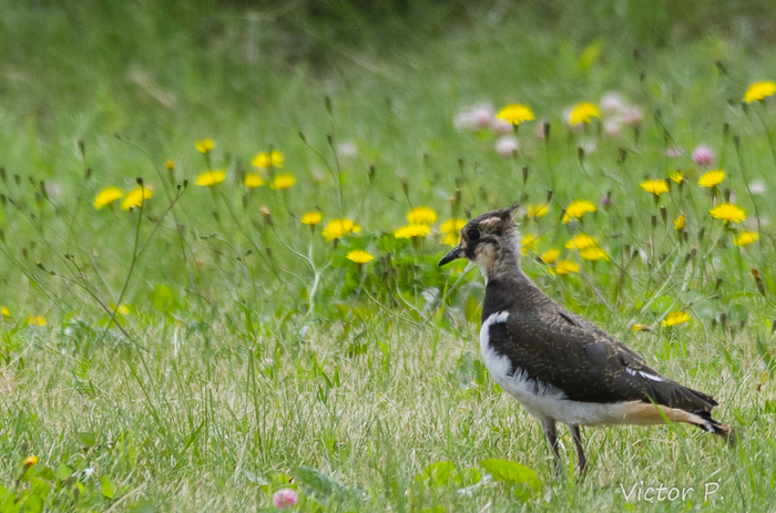 Birds near Vyborg 8 - My, Nikon, Longpost, The photo, Birds