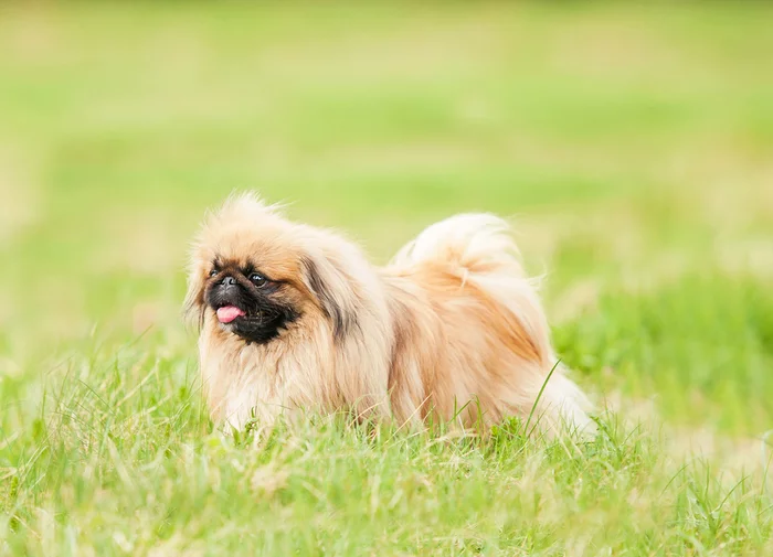 About dog breeds №112. - Dog, Dog breeds, Pekingese, Decorative dogs, Longpost