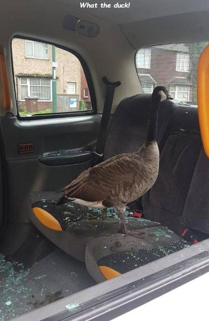 Here is the goose! - Гусь, Broken glass, Don't approach, The photo