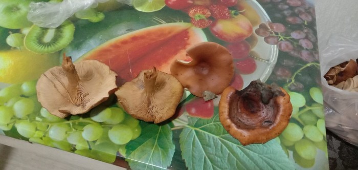 What kind of mushrooms - My, Mushrooms, Autumn