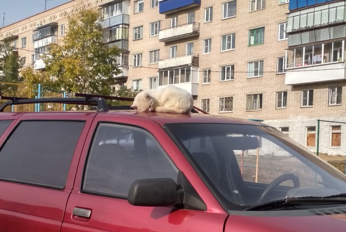 А почему бы и да