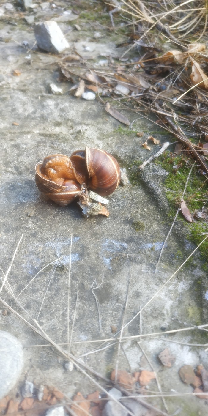 Wild love. - My, Snail, Sex