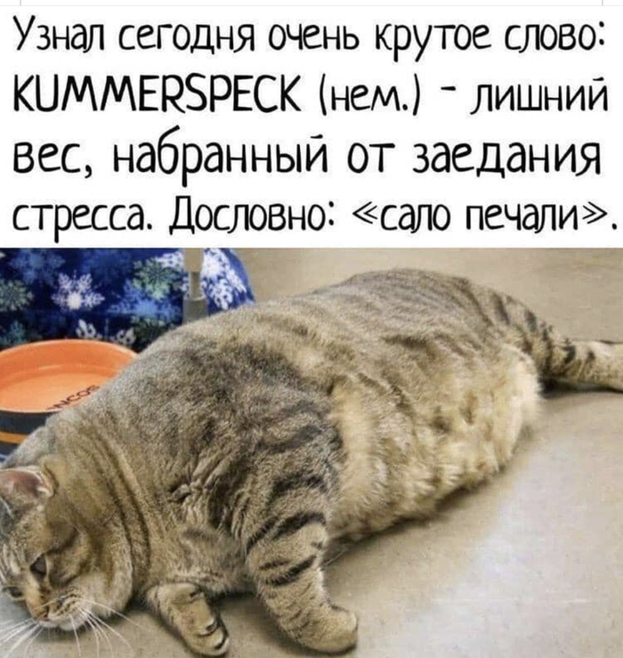 Salo of sadness - Excess weight, cat, Fat cats, Picture with text