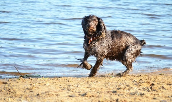 In memory of Martha - My, Dog, Russian spaniel, Parting, Best friend, Longpost, Negative, Death, Pets