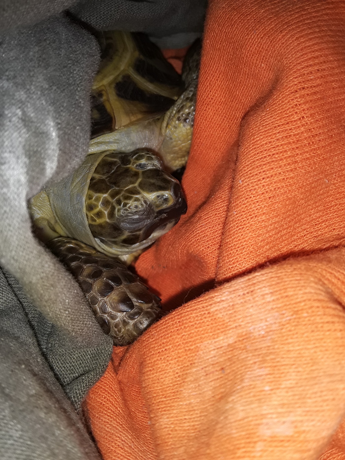 Turtle named Johnny Johnny - My, Pets, Animals, Text