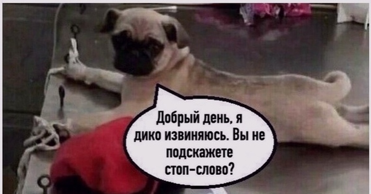 Не подскажете. А какое стоп слово. Мопс стоп слово. А вы знаете стоп слово. Стоп слово Мем.