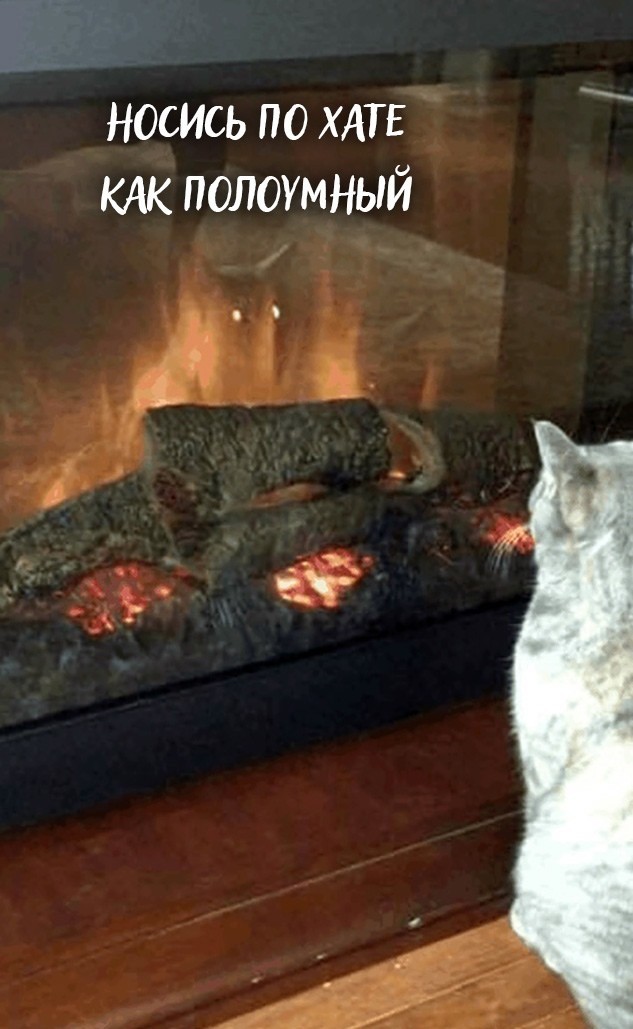 Mystery of cat insanity solved - cat, Reflection, Fire, Longpost