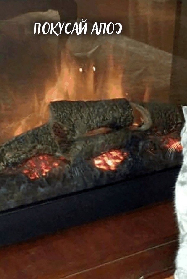 Mystery of cat insanity solved - cat, Reflection, Fire, Longpost