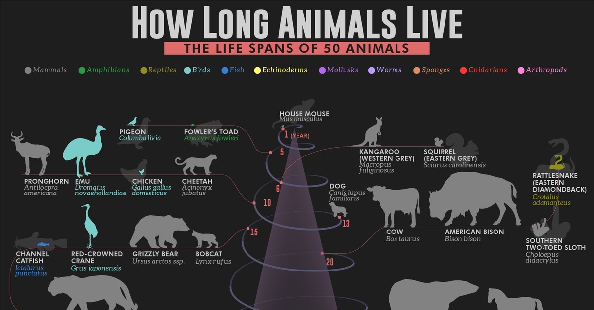 Life us long. Инфографика животные. Срок жизни разных животных. How long do animals Live. Longest Living animals.