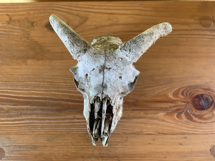 I found a goat skull, how to make it beautiful? - Scull, , Decoupage