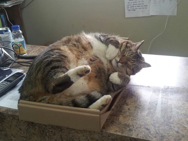 Box dependency. Sharing My Tortured Story | Diary of a red cat - My, Humor, Laugh, Funny, cat, Catomafia, Joke, Animals, Pet, GIF, Longpost, Pets