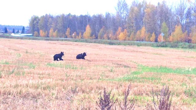 Misha - My, Siberia, The Bears, Toddlers, Children