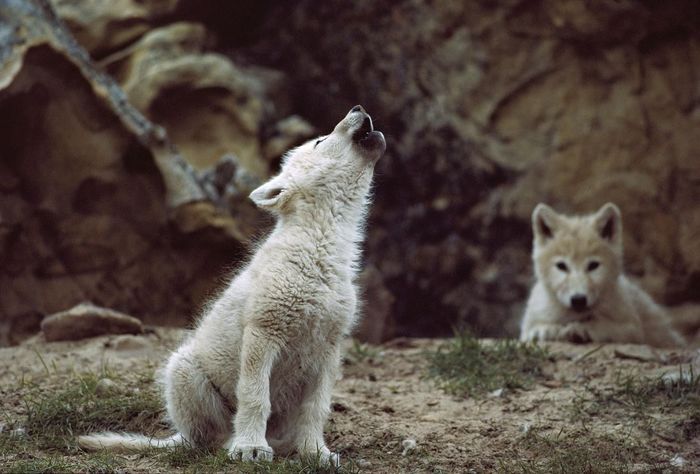 Wolves howling at the moon - My, Story, Longpost, Author's story, Wolf, Forest